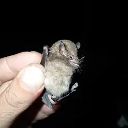 Brown bat