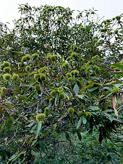 Chestnut tree