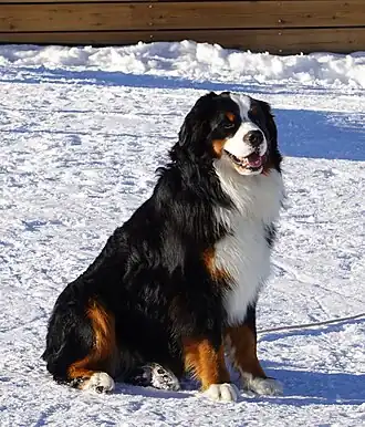 In snow