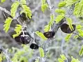 Leaves and fruits