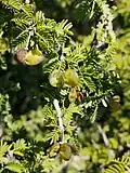 Leaves and fruits