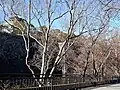 Chinese elm planted around Osaka Castle, Japan (2019)