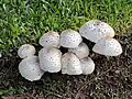 Chlorophyllum molybdites registered in Escobar, Buenos Aires Province, Argentina