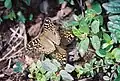 Lemon pansy butterflies