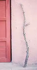 "Cane" (dried stem)