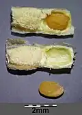 segments of a dried out, broken seed pod with seeds resting inside