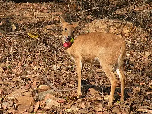 female