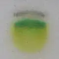 Step 5
