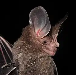Brown bat