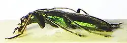 Side view