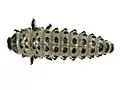 larva
