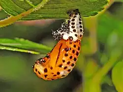 Pupa. Dorsal view