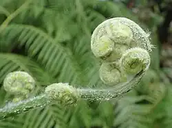 Young fiddlehead