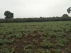 Cicers farm