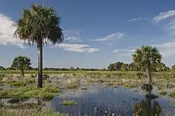 Swamp with marsh water and palm tree