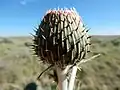 Involucre (unopened)
