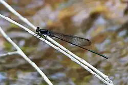 Male