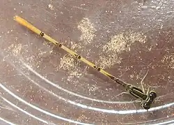 Citrine forktail