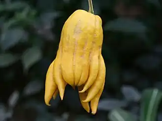 Semi-closed fingers