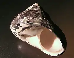 Apertural view