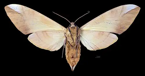 Female ventral