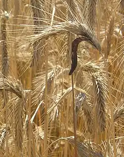 Ergot contains ergotamine.