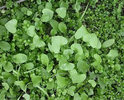 The basal leaves are petiolate and cordate.