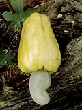 Close-up of ripe Vengurla-7 variety Cashew fruit with nut