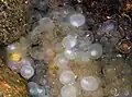 Fig. 12 A close of photograph of the eggs resting on the substrate of Adobe Creek.[9]