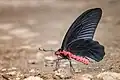 Atrophaneura varuna