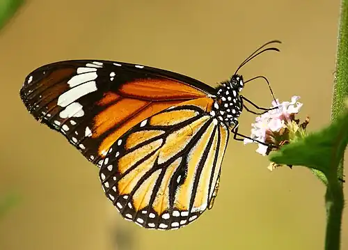 Ventral view