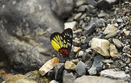 Ventral view