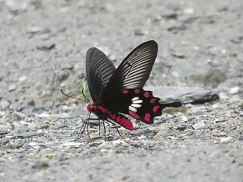 Ventral view