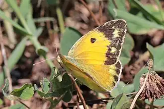 Female