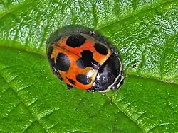 Red variant