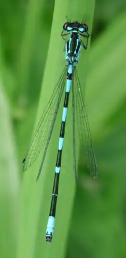 Male S9 virtually unmarked