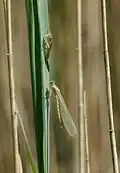 Freshly emerged with exuvia
