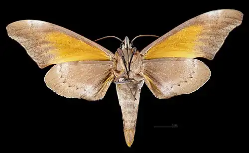 Male ventral