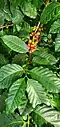 A coffee plant in the Tropical Dome