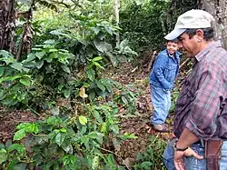 A farmer on his small coffee farm in the highlands of Quilalí