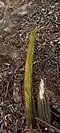 Wild plant without cephalium