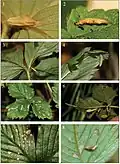Figures 1–8. 1. Spatulate case found on Fragaria 20.v.2011. To the right of the case feeding damage can be seen. 2. Spatulate case found on Fragaria 20.v.2011, with larva. 3. First stage case on Fragaria, showing also the place where the leaf was cut for a second stage case, 02.x.2012. 4. Spatulate case on Fragaria, 02.x.2012. 5. Fragaria leaf from Figure 3 showing feeding damage, first stage case and 'leaf cut', 02.x.2012. 6. First stage cases and spatulate cases on Rosa, 02.x.2012. 7. Tiny fleck mines on Fragaria, 29.x.2013. 8. Small pistol case on Fragaria.