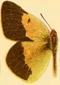 C. w. wiskotti male