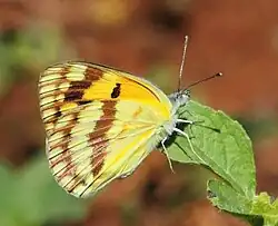 C. v. argillaceus Ithala Game Reserve, South Africa