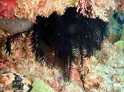 Comatula purpurea