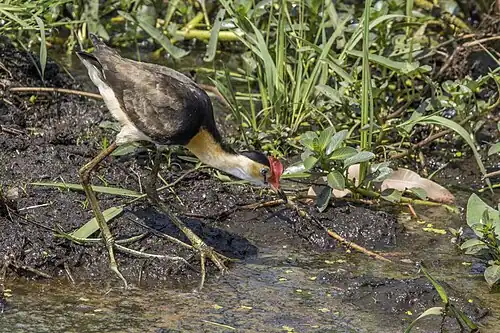Adult