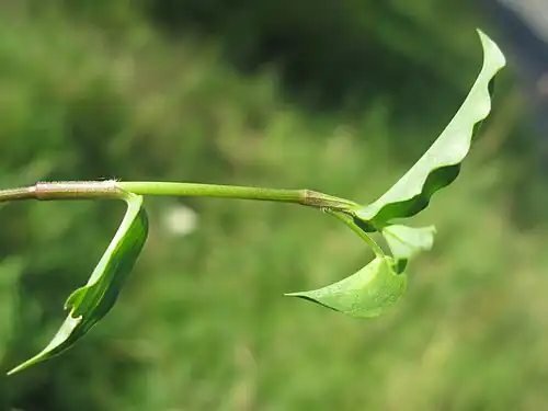 Stem, leaves and cyme