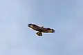 Common Buzzard (Buteo buteo vulpinus) in flight from Karaivetti Bird Sanctuary