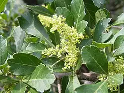 Close up of flowers