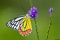 Delias eucharis on Stachytarpheta